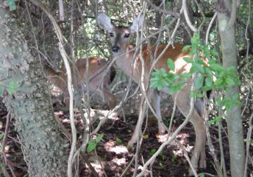 Picture of Yorktown deer