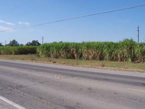 Cane Field