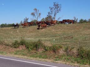 Horses - Mississippi Levee