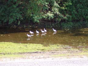 Birds - Side River Bikepath