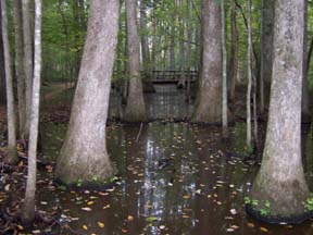 Trace Road Water Tupelo