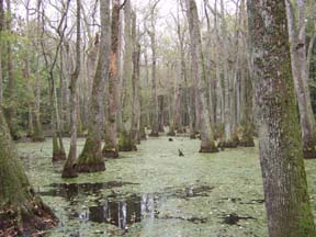 Trace Road Baldcypress Swamp