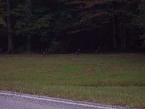 Trace Road Wild Turkeys