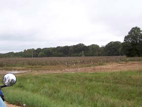 Picked Cotton Field