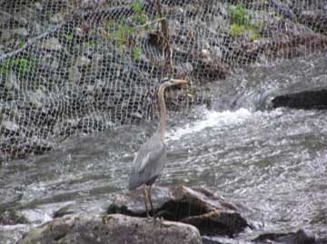 Blue Heron