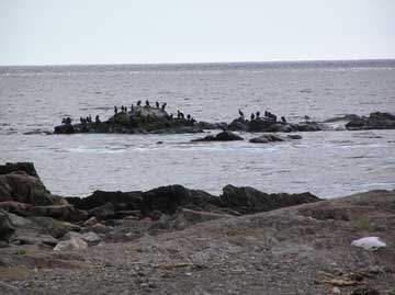 Atlantic Ocean Sea Birds